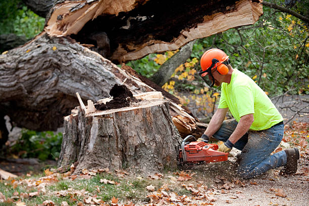 Residential Tree Removal in Gardena, CA